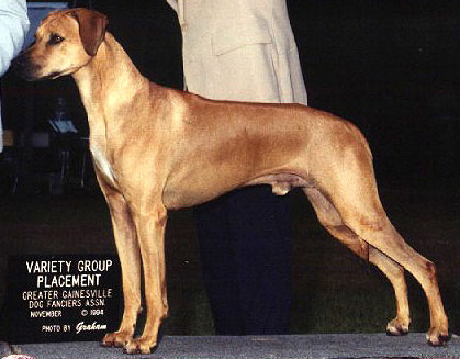 Rhodesian Ridgeback Ch Crescent's The Power of Gold, "Pirate"
