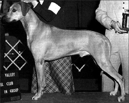 Rhodesian Ridgeback BIS BISS Ch Rutan Mpenzi Rafiki of Gera, "Rafiki"