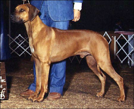 Rhodesian Ridgeback BISS Ch Kwetu Ruffian's Reviewer, "Rover"