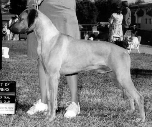 Rhodesian Ridgeback Ch Calico Ridge Secret Agent