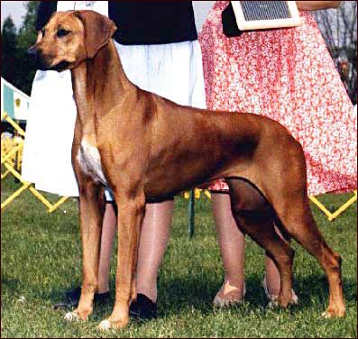 Rhodesian Ridgeback Ch Mshindaji's Special K  "Kay"