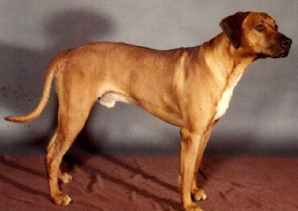 Rhodesian Ridgeback Ch Tripper of Gera