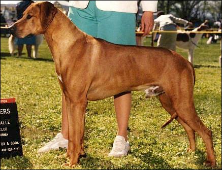 Rhodesian Ridgeback Ch Calico Ridge The Warlord, "Tamerlane