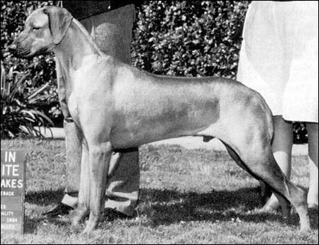 Rhodesian Ridgeback Ch Tahari's Duran