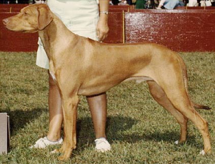 Rhodesian Ridgeback dog Ch The Guardsman of Kimbida, livernose