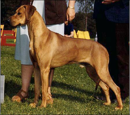 Rhodesian Ridgeback dog Ch Calico Ridge Honky Tonk Hero, "Hero"