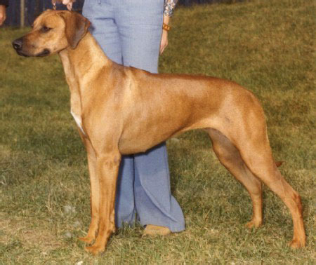 Rhodesian Ridgeback Ch Kwetu Koya's Ruffian