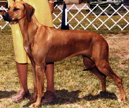 Rhodesian Ridgeback Ch Missie of Raintree