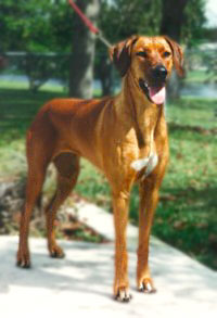 Rhodesian Ridgeback Ch Rouxridge Red Agkistrodon