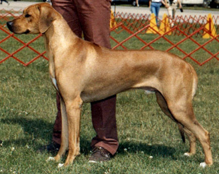 Rhodesian Ridgeback Ch Kimani's Tailor Made